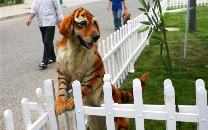 A golden retriever dog dyed to tiger-look play at the Dahe Pet Civilization Park in Zhengzhou